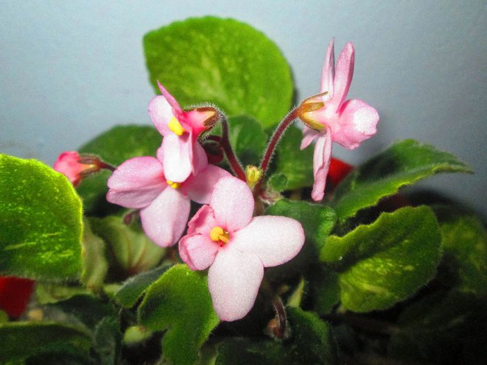 IMG_1028 - Florile mele in noiembrie