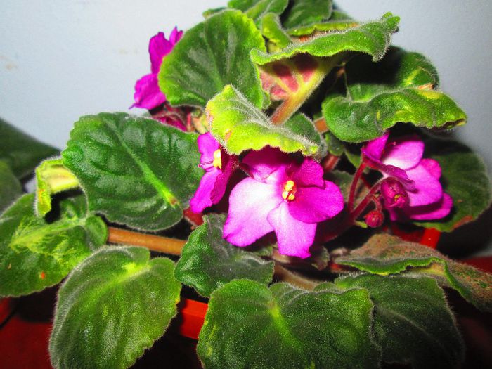 IMG_1031 - Florile mele in noiembrie