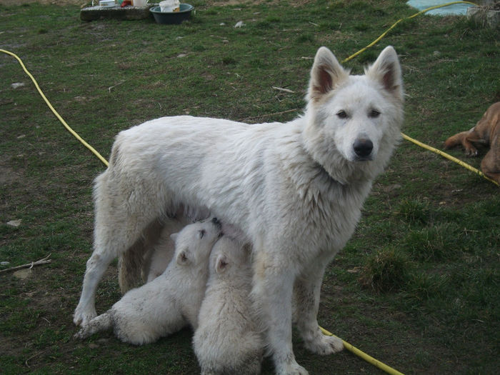 cainii 2013 415 - Pui ciobanesc alb