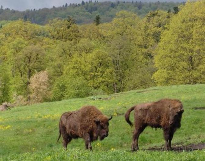 ZIMBRII IN REZERVATIA DE LA TG.NEAMT