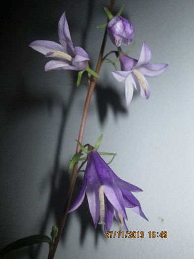 clopotei luati de pe Sohodol