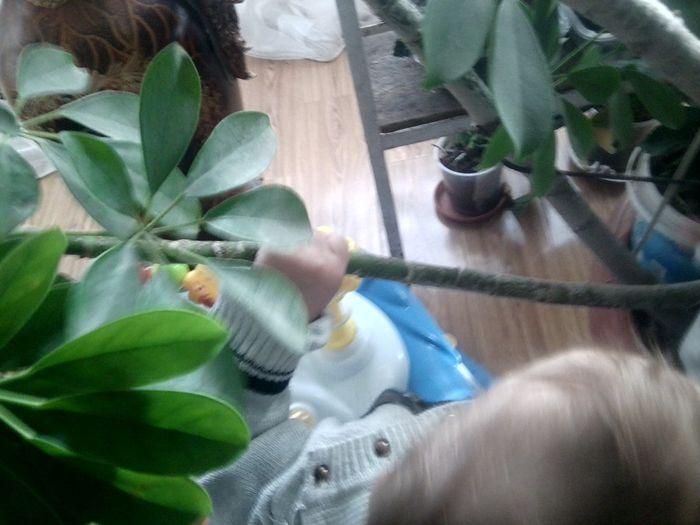 scheffera in pericol - un bebe mic -2013