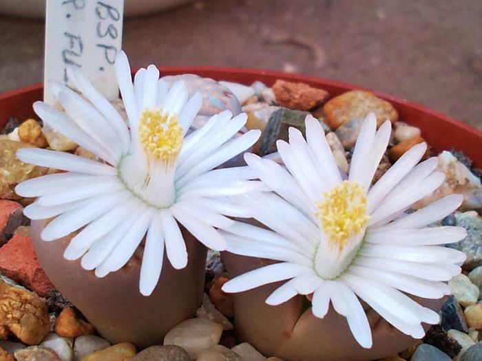 Lithops julli ssp fulleri - Lithops julli ssp fulleri