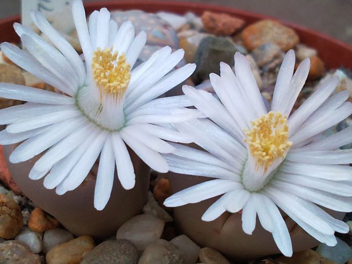 Lithops julii ssp fulleri - Lithops julli ssp fulleri