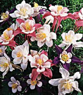 aquilegia_songbird