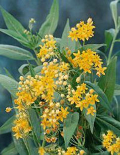 asclepias_hello-yellow