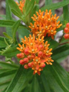 asclepias_tuberosa