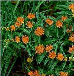 asclepias_tuberosa3