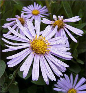 aster