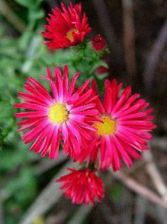 aster_alert