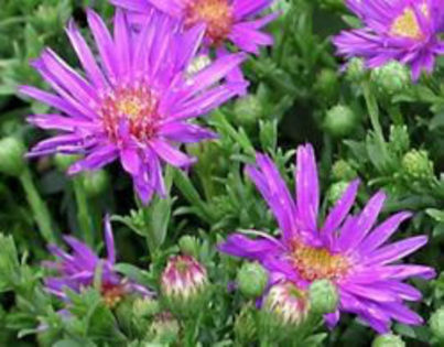 aster_woods-purple