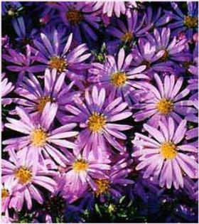 aster-woodspink2