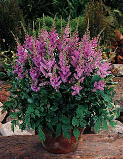 astilbe_amethyst