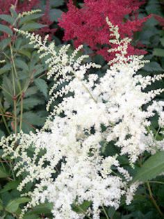 astilbe_bridal-veil