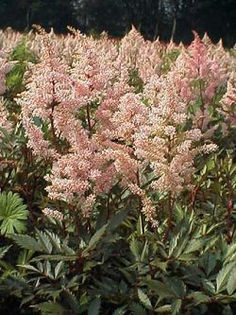 astilbe_peach-blossom2