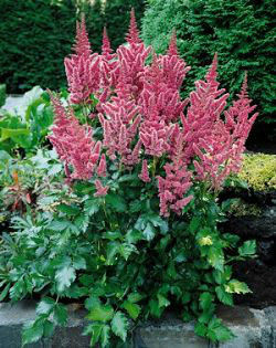astilbe_visions2