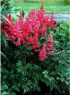 astilbe-fanal4
