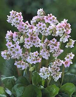 bergenia-babydoll2