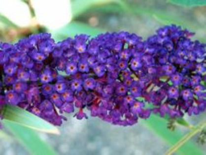 buddleia_black-knight