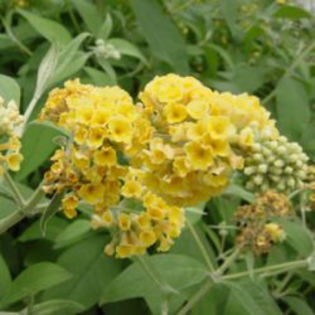 buddleia_honeycomb