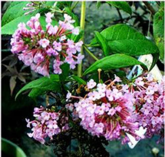 buddleia_pink-delight