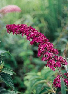 buddleia_royal-red