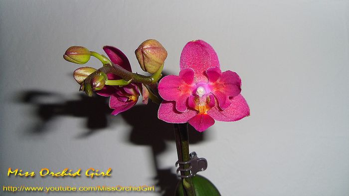 Phalaenopsis NoID