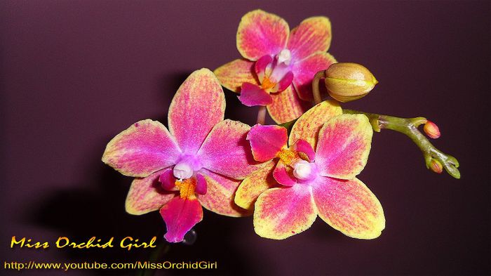 Phalaenopsis NoID - Orhidee Phalaenopsis