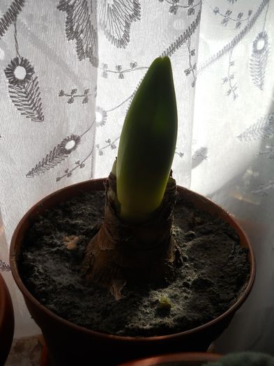 si am mai crescut un pic........... - flori de interior 2013