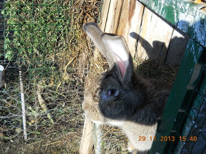 Picture 618 - iepuri 2014