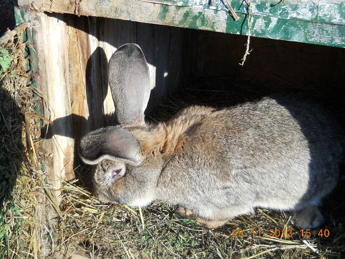 Picture 619 - iepuri 2014