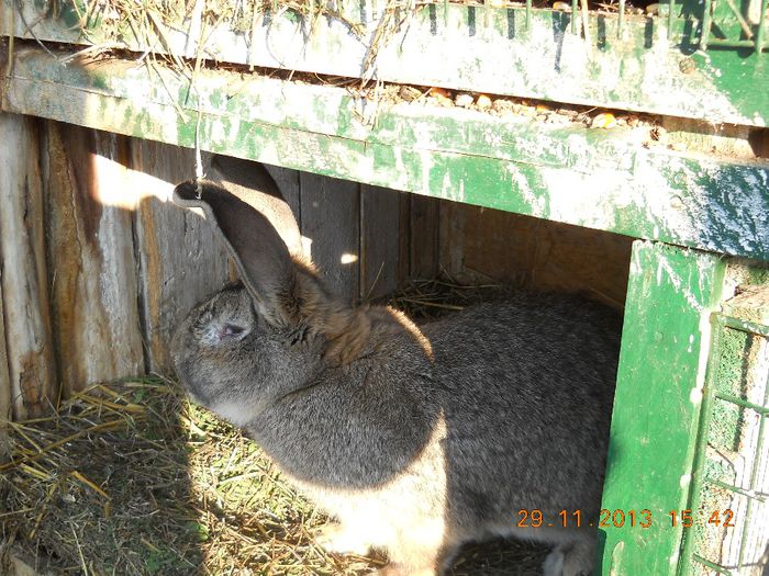 Picture 622 - iepuri 2014