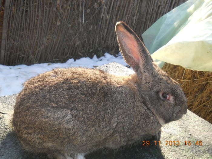 Picture 628 - iepuri 2014