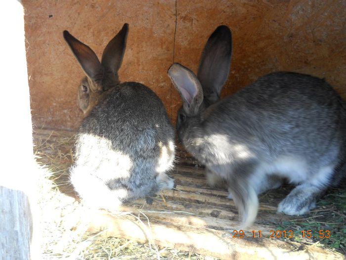 Picture 651 - iepuri 2014