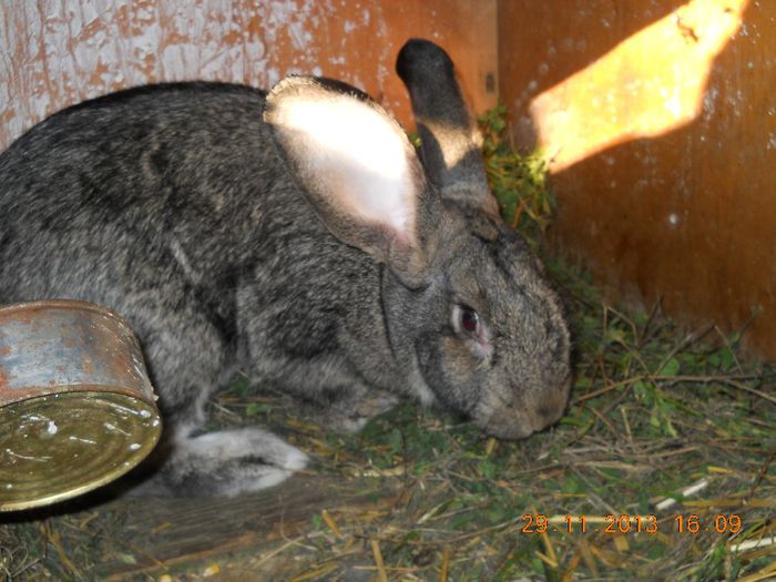 Picture 689 - iepuri 2014