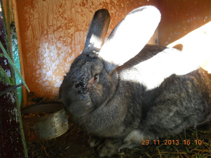 Picture 690 - iepuri 2014