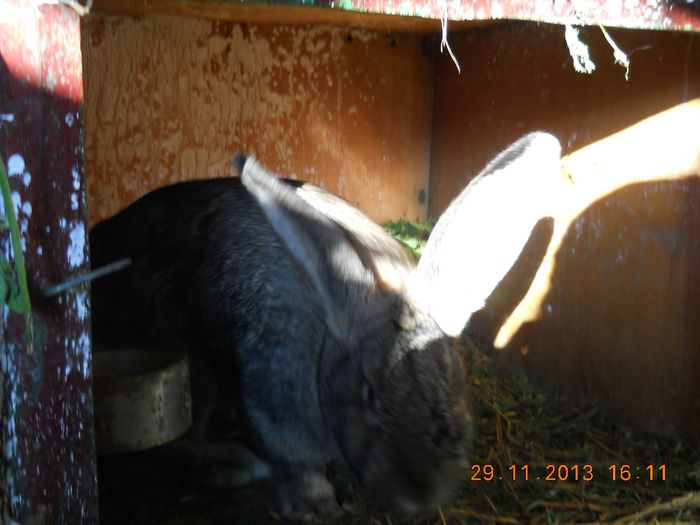 Picture 692 - iepuri 2014