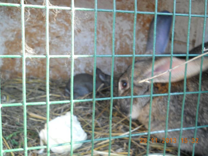 Picture 596 - iepuri 2014
