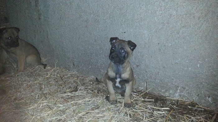 20131129_191009 - De vanzare catei Ciobanesc Belgian Malinois