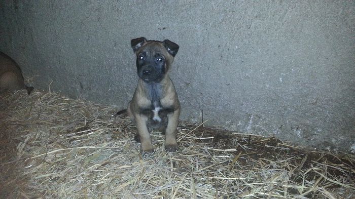 20131129_190957 - De vanzare catei Ciobanesc Belgian Malinois