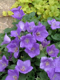campanula_blue-clips
