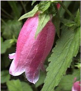 campanula_cherry-bells