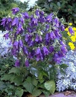campanula_kente-belle3
