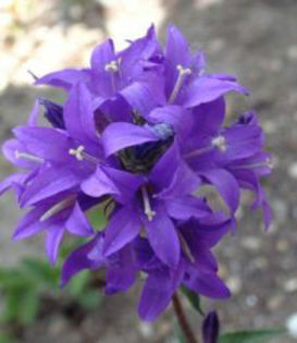 campanula_superba3