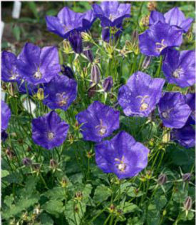 campanula-blue-clips4