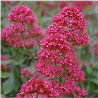 centranthus