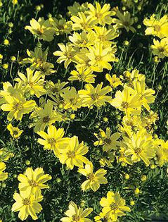 coreopsis-creme-brulee