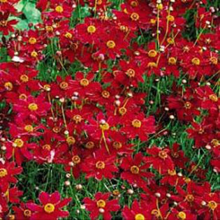 coreopsis-limerock-ruby2