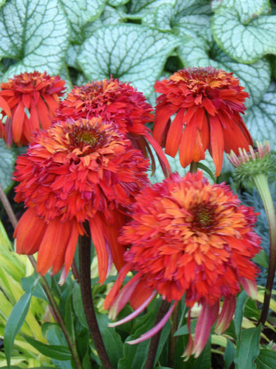 echinacea_hot_papaya_0854