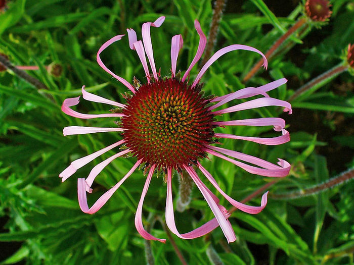 Echinacea_pallida_004
